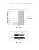 TRANSCRIPTION FACTOR-BASED GENERATION OF PACEMAKER CELLS AND METHODS OF     USING SAME diagram and image