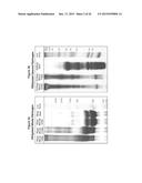 MATRIX COMPOSED OF A NATURALLY-OCCURRING PROTEIN BACKBONE CROSS LINKED BY     A SYNTHETIC POLYMER AND METHODS OF GENERATING AND USING SAME diagram and image