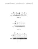 ANDROGEN RECEPTOR DOWN-REGULATING AGENTS AND USES THEREOF diagram and image