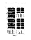 METHODS OF MODULATING GABAERGIC INHIBITORY SYNAPSE FORMATION AND FUNCTION diagram and image