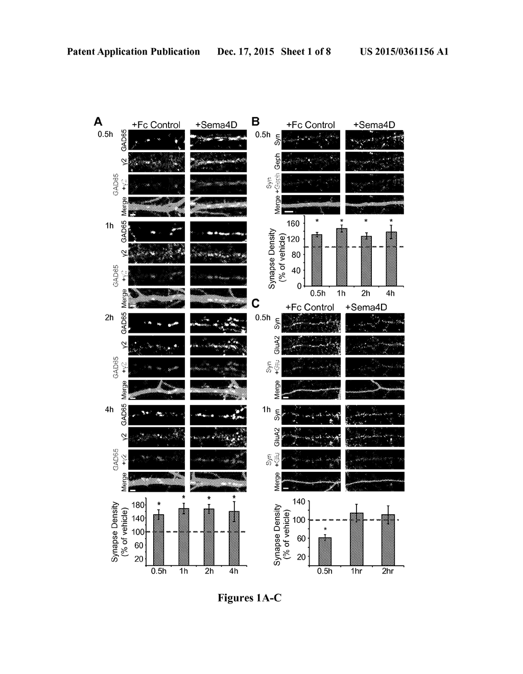 METHODS OF MODULATING GABAERGIC INHIBITORY SYNAPSE FORMATION AND FUNCTION - diagram, schematic, and image 02