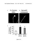 METHODS OF MODULATING GABAERGIC INHIBITORY SYNAPSE FORMATION AND FUNCTION diagram and image