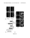 METHODS OF MODULATING GABAERGIC INHIBITORY SYNAPSE FORMATION AND FUNCTION diagram and image