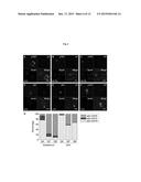 DIPEPTIDE-REPEAT PROTEINS AS THERAPEUTIC TARGET IN NEURODEGENERATIVE     DISEASES WITH HEXANUCLEOTIDE REPEAT EXPANSION diagram and image
