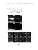 In Vitro Production of Medial Ganglionic Eminence Precursor Cells diagram and image