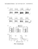 In Vitro Production of Medial Ganglionic Eminence Precursor Cells diagram and image