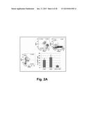 REPROGRAMMING OF HUMAN ENDOTHELIUM INTO HEMATOPOIETIC MULTI-LINEAGE     PROGENITORS BY DEFINED FACTORS diagram and image