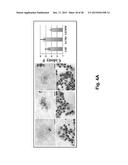 REPROGRAMMING OF HUMAN ENDOTHELIUM INTO HEMATOPOIETIC MULTI-LINEAGE     PROGENITORS BY DEFINED FACTORS diagram and image