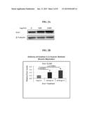 ENOLASE 1 (ENO1) COMPOSITIONS AND USES THEREOF diagram and image