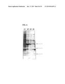 ENOLASE 1 (ENO1) COMPOSITIONS AND USES THEREOF diagram and image