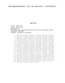 ENOLASE 1 (ENO1) COMPOSITIONS AND USES THEREOF diagram and image