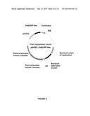 Plants Having Enhanced Yield-Related Traits And A Method For Making The     Same diagram and image