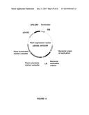 Plants Having Enhanced Yield-Related Traits And A Method For Making The     Same diagram and image