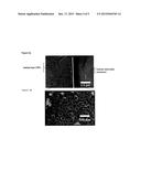TITANIUM OXIDE NANOSTRUCTURES FOR FUEL CELL ELECTRODES diagram and image