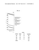 IONIC LIQUID ELECTROLYTE AND FLUORINATED CARBON ELECTRODE diagram and image