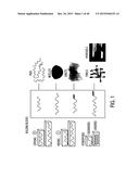 COMPOSITION WITH HIGH ANTIMICROBIAL ACTIVITY AND LOW TOXICITY diagram and image