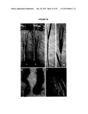 ENDOPHYTIC MICROBIAL SYMBIONTS IN PLANT PRENATAL CARE diagram and image