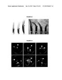 ENDOPHYTIC MICROBIAL SYMBIONTS IN PLANT PRENATAL CARE diagram and image