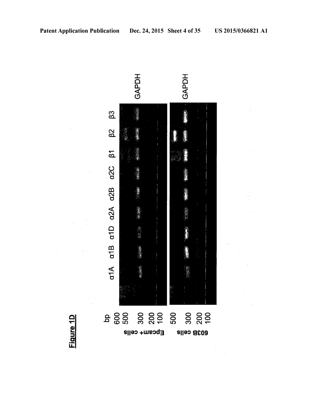 ADRENERGIC AGONISTS FOR USE IN TREATING LIVER DAMAGE - diagram, schematic, and image 05