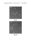 USE OF HEAT SHOCK PROTEIN INHIBITOR IN PREPARING PHARMACEUTICAL     COMPOSITION FOR TREATING HEPATITIS AND HEPATOMA diagram and image