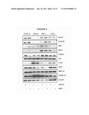 CANCER THERAPY USING miRNAs diagram and image