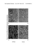 CONDUCTIVE BIOMATERIAL FOR ENHANCEMENT OF CONDUCTION IN VITRO AND IN VIVO diagram and image