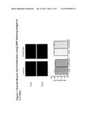 CONDUCTIVE BIOMATERIAL FOR ENHANCEMENT OF CONDUCTION IN VITRO AND IN VIVO diagram and image