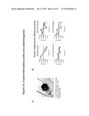 CONDUCTIVE BIOMATERIAL FOR ENHANCEMENT OF CONDUCTION IN VITRO AND IN VIVO diagram and image