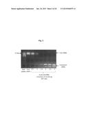 POSITIVELY CHARGED POLYSACCHARIDES FOR RNA TRANSFECTION diagram and image