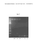 POSITIVELY CHARGED POLYSACCHARIDES FOR RNA TRANSFECTION diagram and image