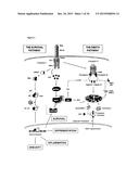 GADD45BETA TARGETING AGENTS diagram and image