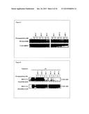 GADD45BETA TARGETING AGENTS diagram and image