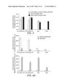 Flagellin Fusion Proteins and Use Thereof to Induce Immune Responses     Against Pseudomonas Aeruginosa diagram and image