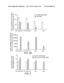 Flagellin Fusion Proteins and Use Thereof to Induce Immune Responses     Against Pseudomonas Aeruginosa diagram and image