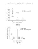 Flagellin Fusion Proteins and Use Thereof to Induce Immune Responses     Against Pseudomonas Aeruginosa diagram and image