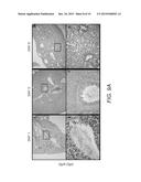 Flagellin Fusion Proteins and Use Thereof to Induce Immune Responses     Against Pseudomonas Aeruginosa diagram and image