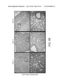 Flagellin Fusion Proteins and Use Thereof to Induce Immune Responses     Against Pseudomonas Aeruginosa diagram and image