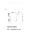 ANTI-SEMAPHORIN 3A ANTIBODY AND TREATMENT OF ALZHEIMER S DISEASE AND     INFLAMMATORY IMMUNE DISEASES USING SAME diagram and image