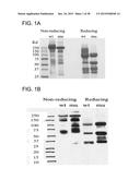 HUMAN MONOCLONAL ANTIBODIES SPECIFIC FOR GLYPICAN-3 AND USE THEREOF diagram and image