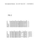 HUMAN MONOCLONAL ANTIBODIES SPECIFIC FOR GLYPICAN-3 AND USE THEREOF diagram and image