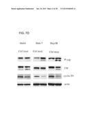 HUMAN MONOCLONAL ANTIBODIES SPECIFIC FOR GLYPICAN-3 AND USE THEREOF diagram and image