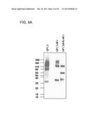 HUMAN MONOCLONAL ANTIBODIES SPECIFIC FOR GLYPICAN-3 AND USE THEREOF diagram and image