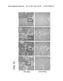 HUMAN MONOCLONAL ANTIBODIES SPECIFIC FOR GLYPICAN-3 AND USE THEREOF diagram and image