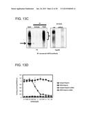 HUMAN MONOCLONAL ANTIBODIES SPECIFIC FOR GLYPICAN-3 AND USE THEREOF diagram and image