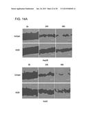 HUMAN MONOCLONAL ANTIBODIES SPECIFIC FOR GLYPICAN-3 AND USE THEREOF diagram and image