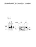 HUMAN MONOCLONAL ANTIBODIES SPECIFIC FOR GLYPICAN-3 AND USE THEREOF diagram and image