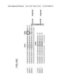 HUMAN MONOCLONAL ANTIBODIES SPECIFIC FOR GLYPICAN-3 AND USE THEREOF diagram and image