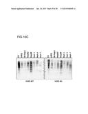 HUMAN MONOCLONAL ANTIBODIES SPECIFIC FOR GLYPICAN-3 AND USE THEREOF diagram and image