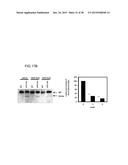 HUMAN MONOCLONAL ANTIBODIES SPECIFIC FOR GLYPICAN-3 AND USE THEREOF diagram and image