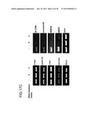 HUMAN MONOCLONAL ANTIBODIES SPECIFIC FOR GLYPICAN-3 AND USE THEREOF diagram and image